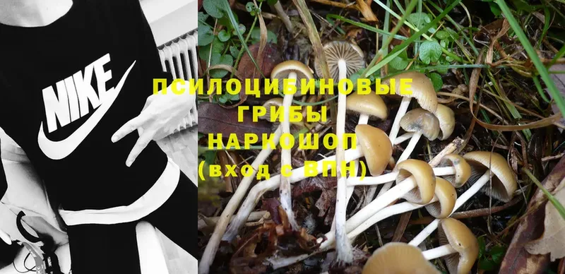 Галлюциногенные грибы Psilocybine cubensis  где продают наркотики  Мамадыш 